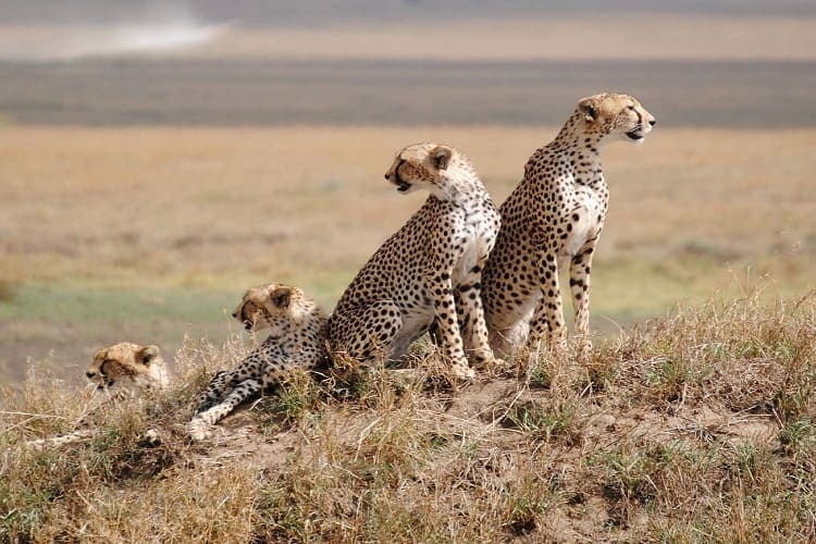 Northern Tanzania: Wildlife & Culture Journey