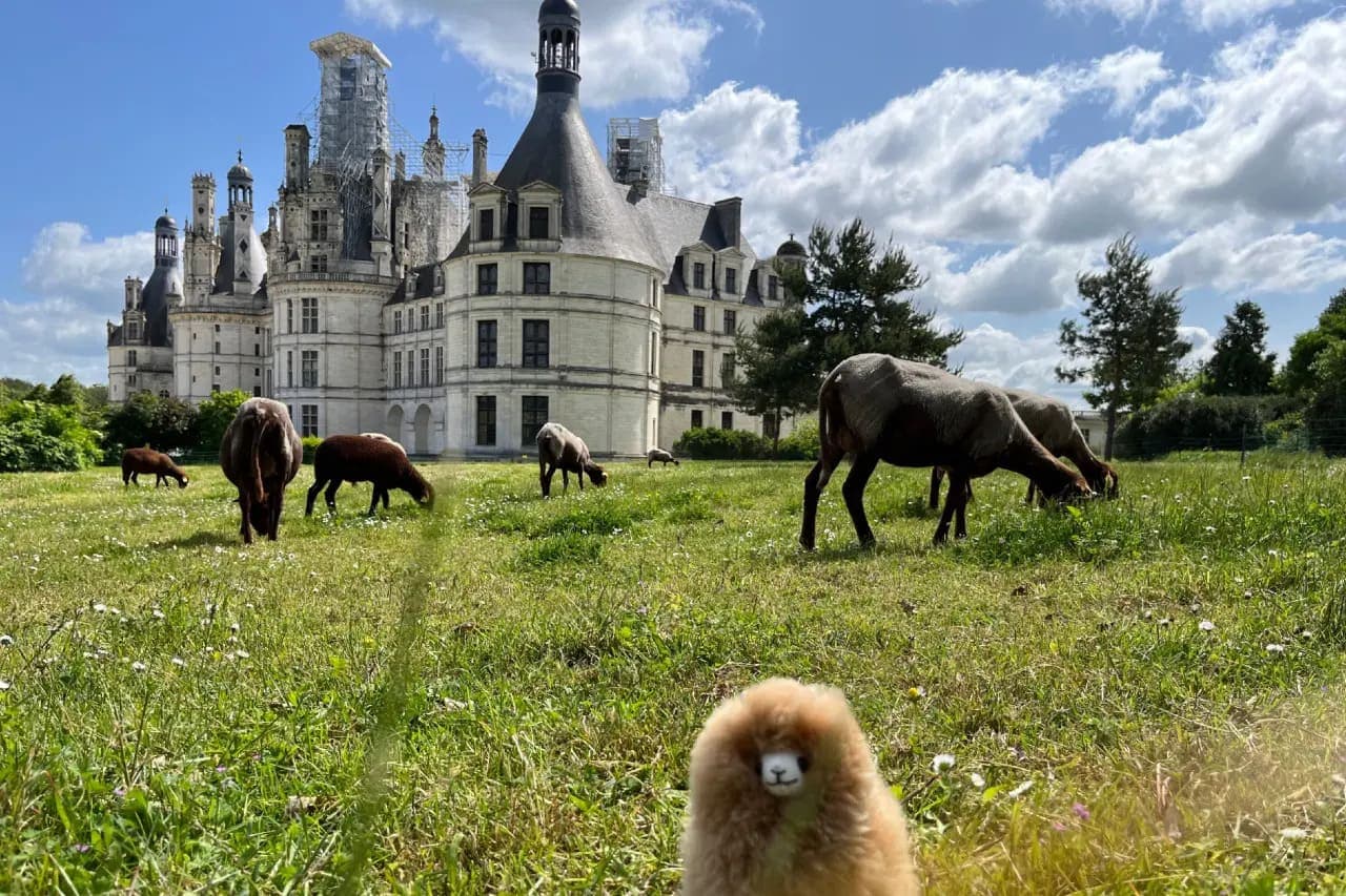 Loire Castles Day Trip & Wine Tasting
 gallery image 1