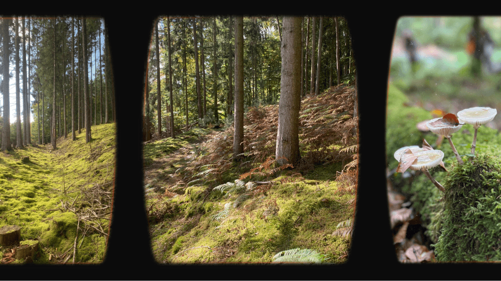 Camping trip montage with friends in nature