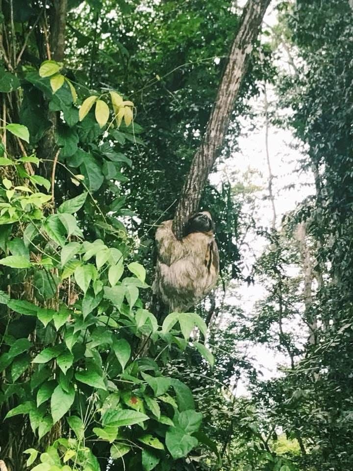 Wildlife spotted near Puerto Viejo