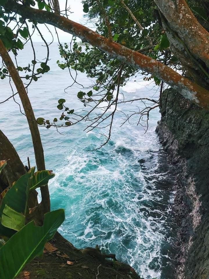 Tropical wildlife in Costa Rica