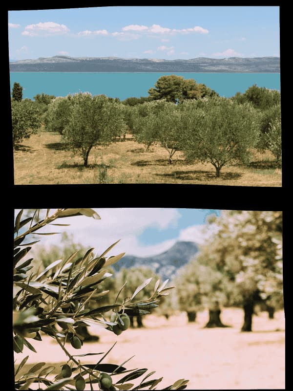 The olive groves of Crete