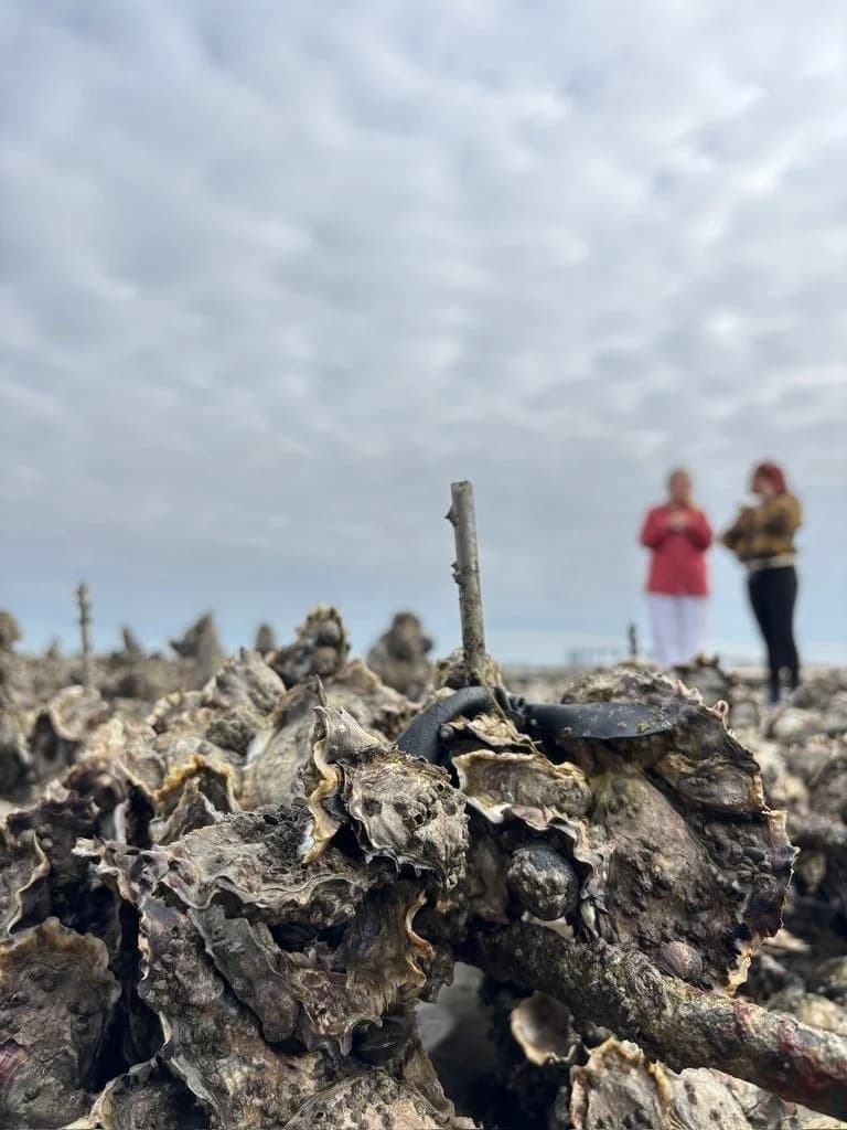 Oyster farm on Île-de-Ré