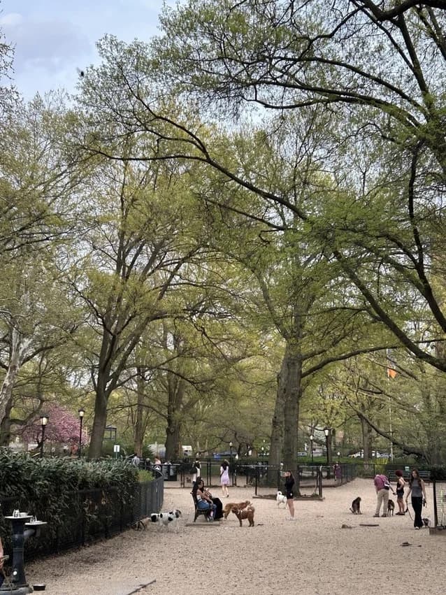 A neighborhood dog run beneath Central Park’s trees