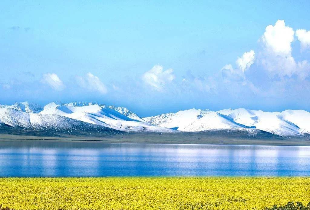 Qinghai Lake and blossoming rapeseed flowers