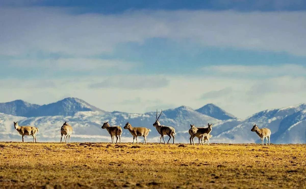 Tibetan antelope crossing the Kekexili wilderness
