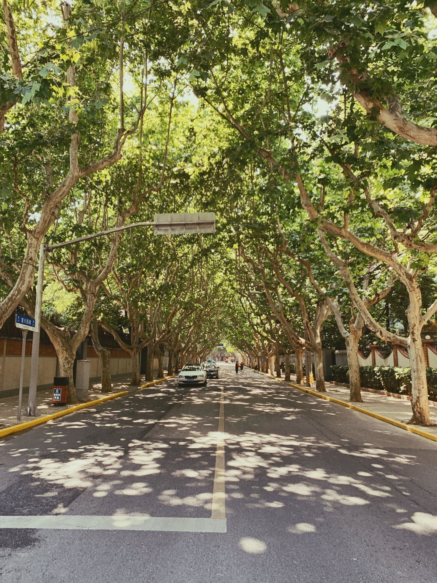 A plane-tree-lined street in the former French Concession