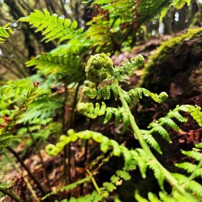 Ancient laurel forest in Anaga Rural Park