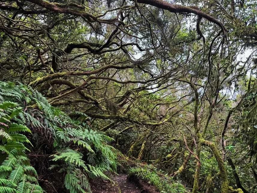 Tenerife Jungle & Hiking