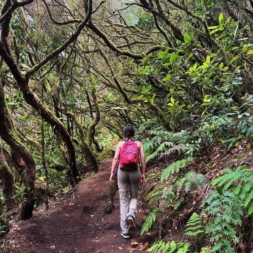 Misty jungle trail in Tenerife