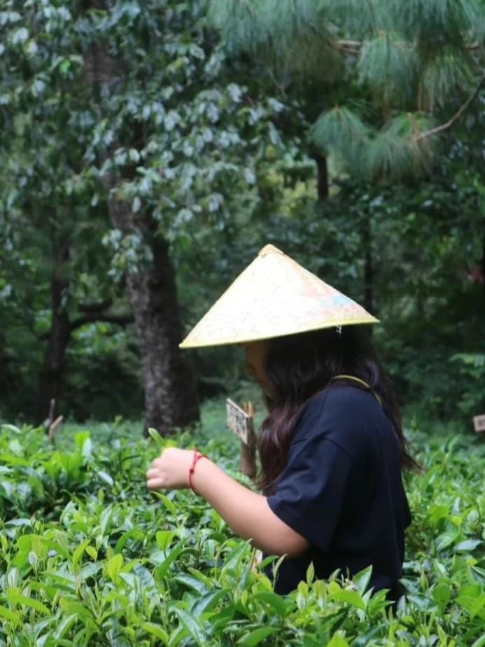 Harvesting tea with a local farmer