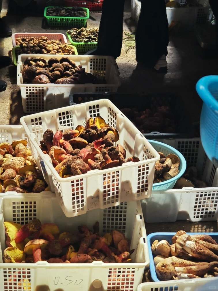 Wild mushrooms at a Yunnan market — image from WanderChina