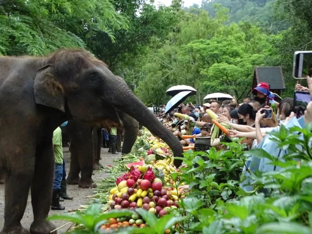 An Asian elephant in Xishuangbanna, Yunnan