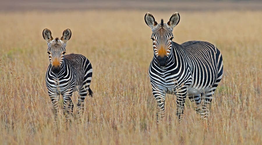 Northern Tanzania: Wildlife & Culture Journey gallery image 2