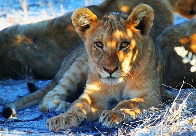 Namibia Essentials: Safari, Culture & Natural Wonders gallery image 1