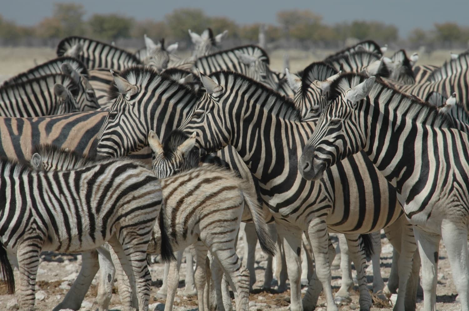 Namibia Essentials: Safari, Culture & Natural Wonders gallery image 5