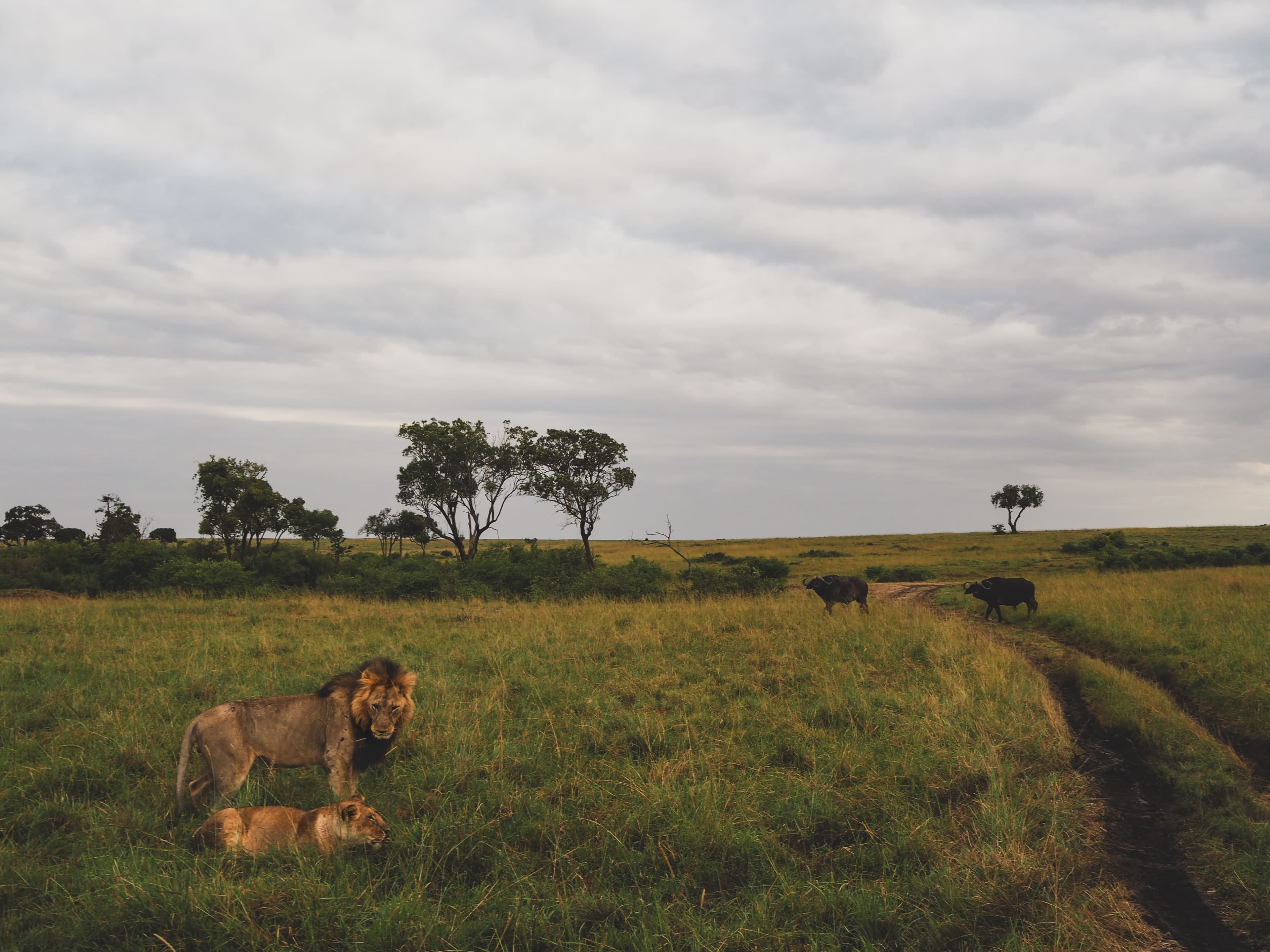 Tanzania Best Safaris host banner